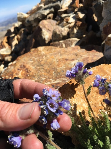 Image of White Mountains Sky Pilot (Polemonium chartaceum) by (c) Martin Purdy, some rights reserved (CC BY)