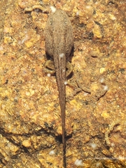 Rana sierrae