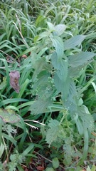 Urtica dioica