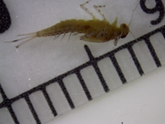 Baetis flavistriga