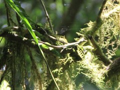 Emoia samoensis