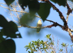Ptilinopus porphyraceus
