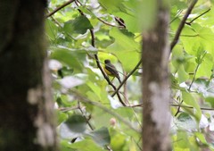 Pachycephala flavifrons