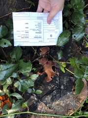 Auricularia angiospermarum