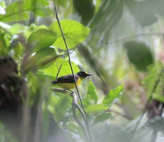 Pachycephala flavifrons