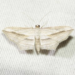 Arcobara multilineata