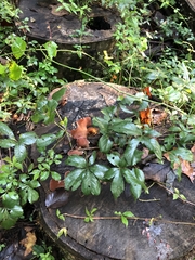 Auricularia angiospermarum