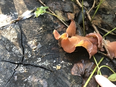 Auricularia angiospermarum