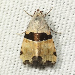 Cobubatha lixiva