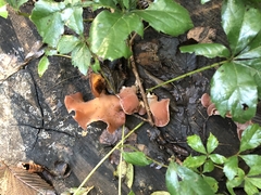 Auricularia angiospermarum