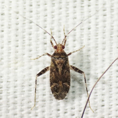 Phytocoris relativus · iNaturalist