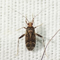 Phytocoris relativus