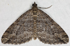 Perizoma custodiata