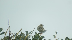 Anthus