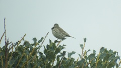 Anthus