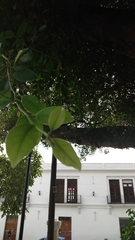 Ficus microcarpa