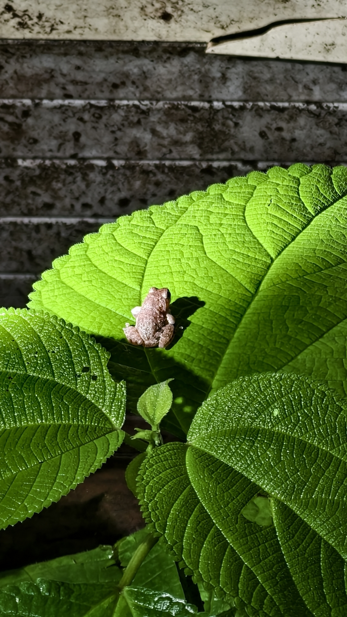 Forest Torrent Frog