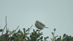 Anthus
