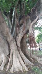 Ficus microcarpa