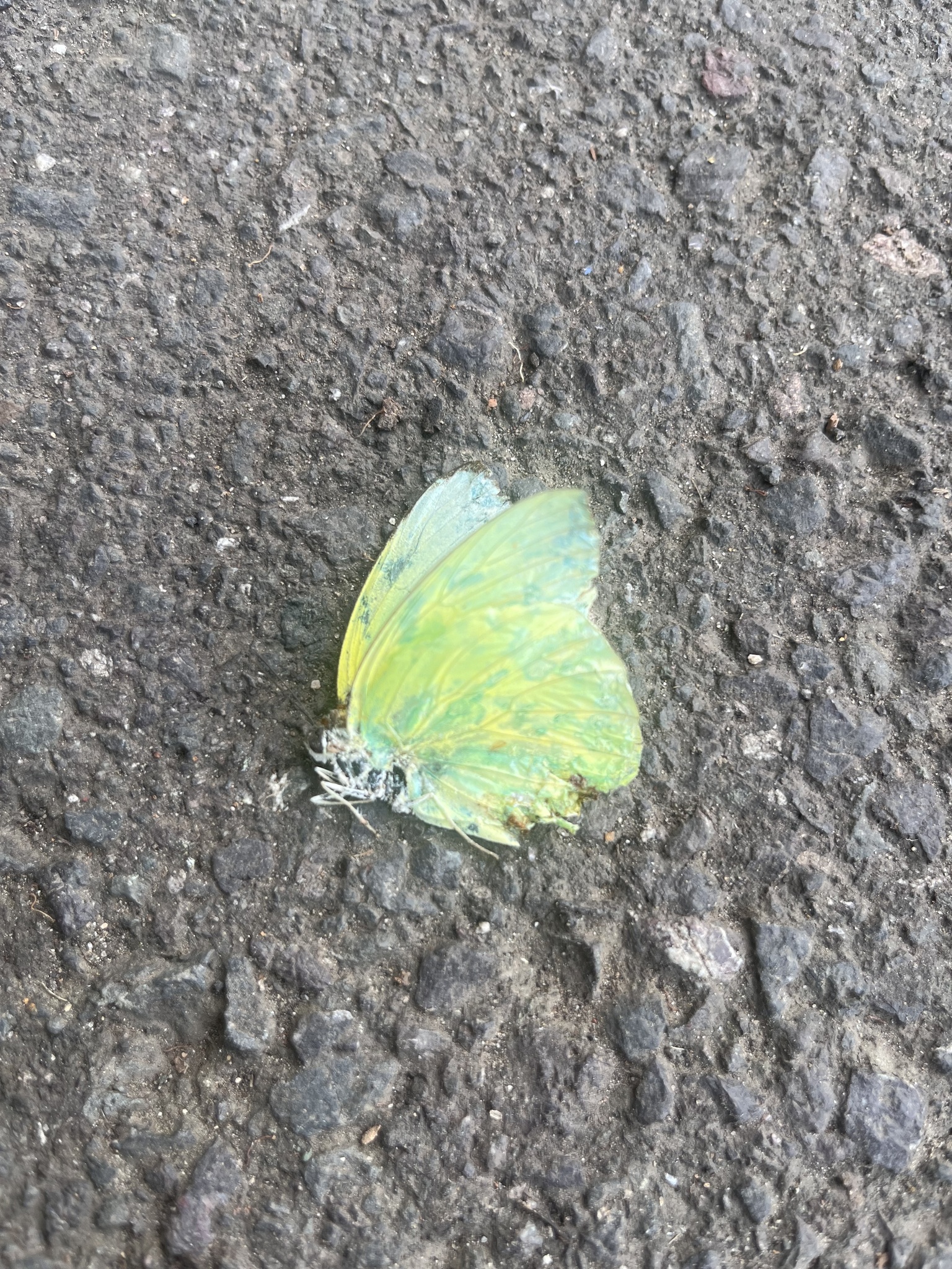 Lemon Emigrant