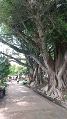 Ficus microcarpa