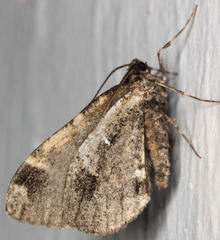 Stamnodes albiapicata