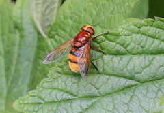 Volucella zonaria