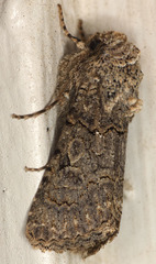 Sympistis perscripta