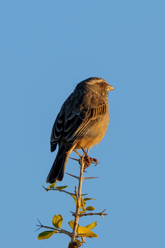 Streaky-headed Seedeater (Crithagra gularis), photo 9