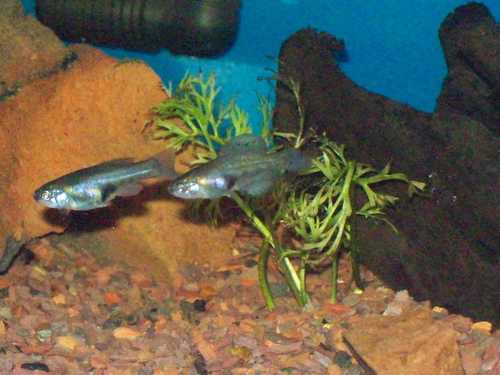 Darkedged splitfin
