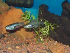 Girardinichthys multiradiatus