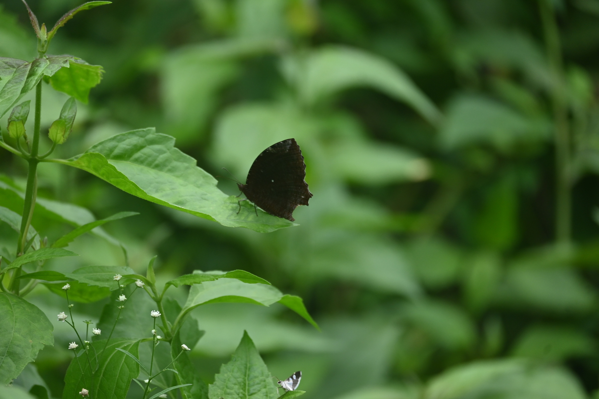 Common Palmfly