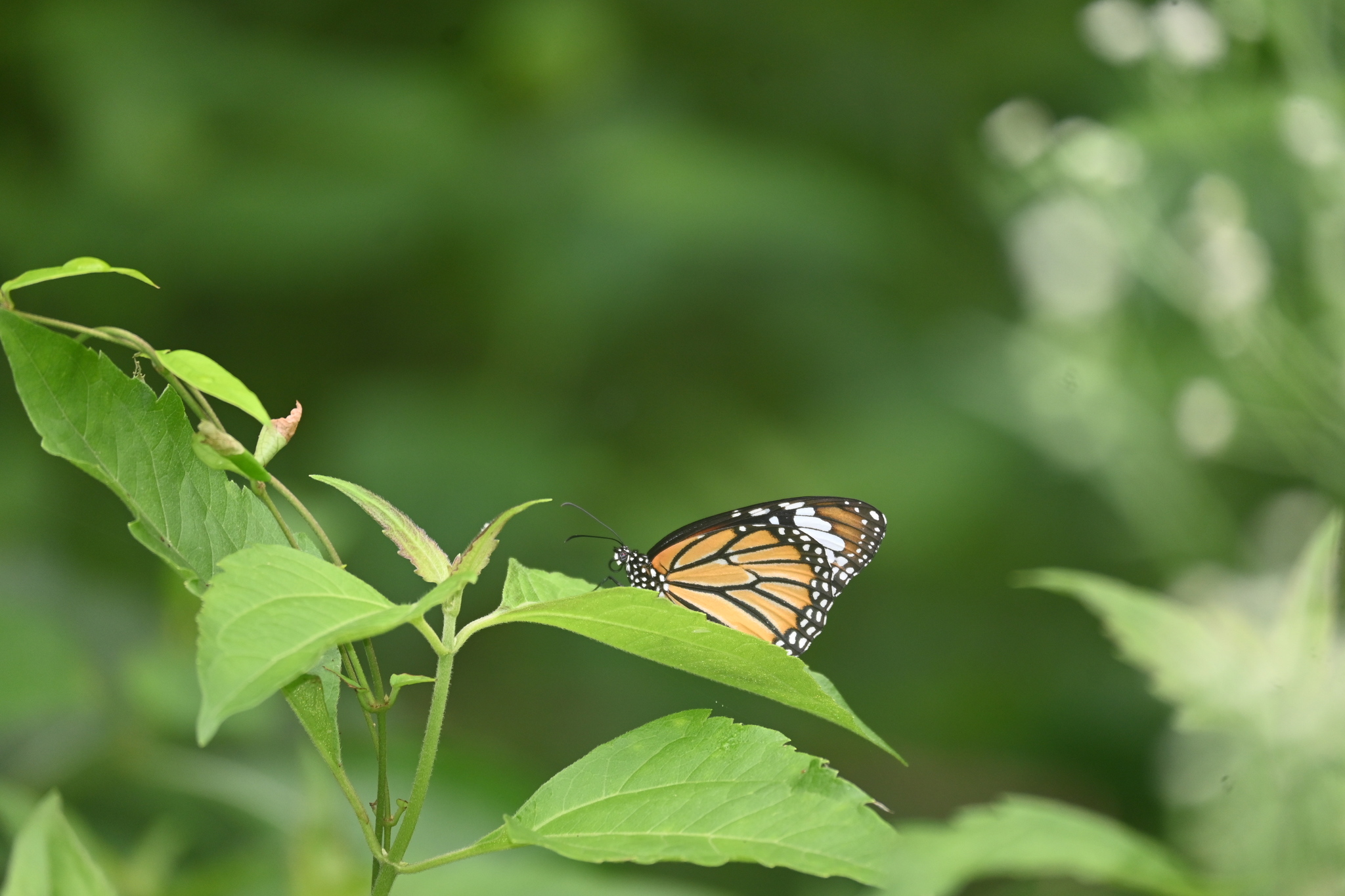 Striped Tiger