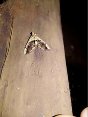 Pantographa