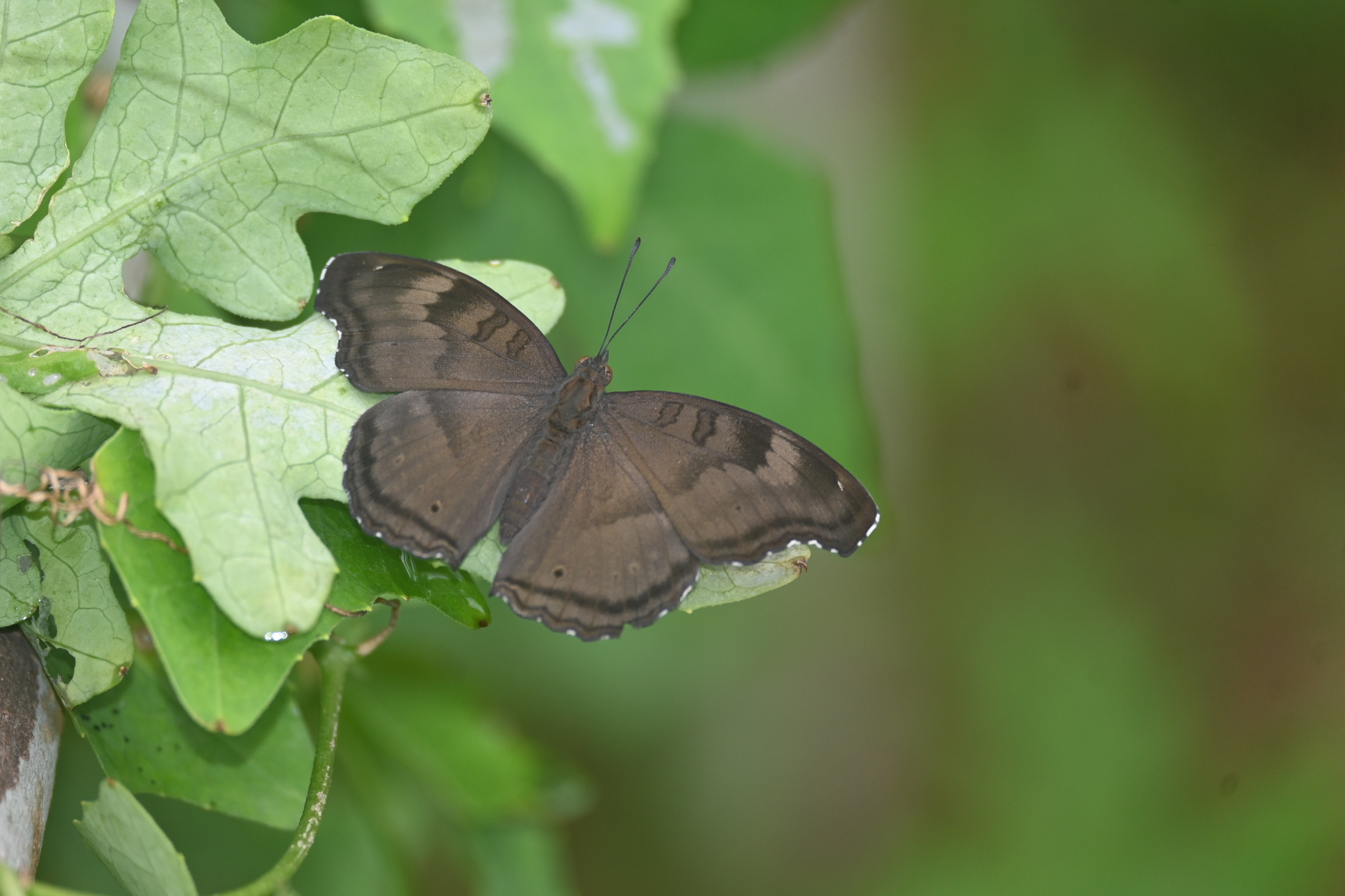 Chocolate Pansy