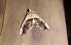Pantographa