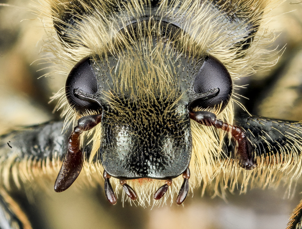 Bee-mimic Beetle