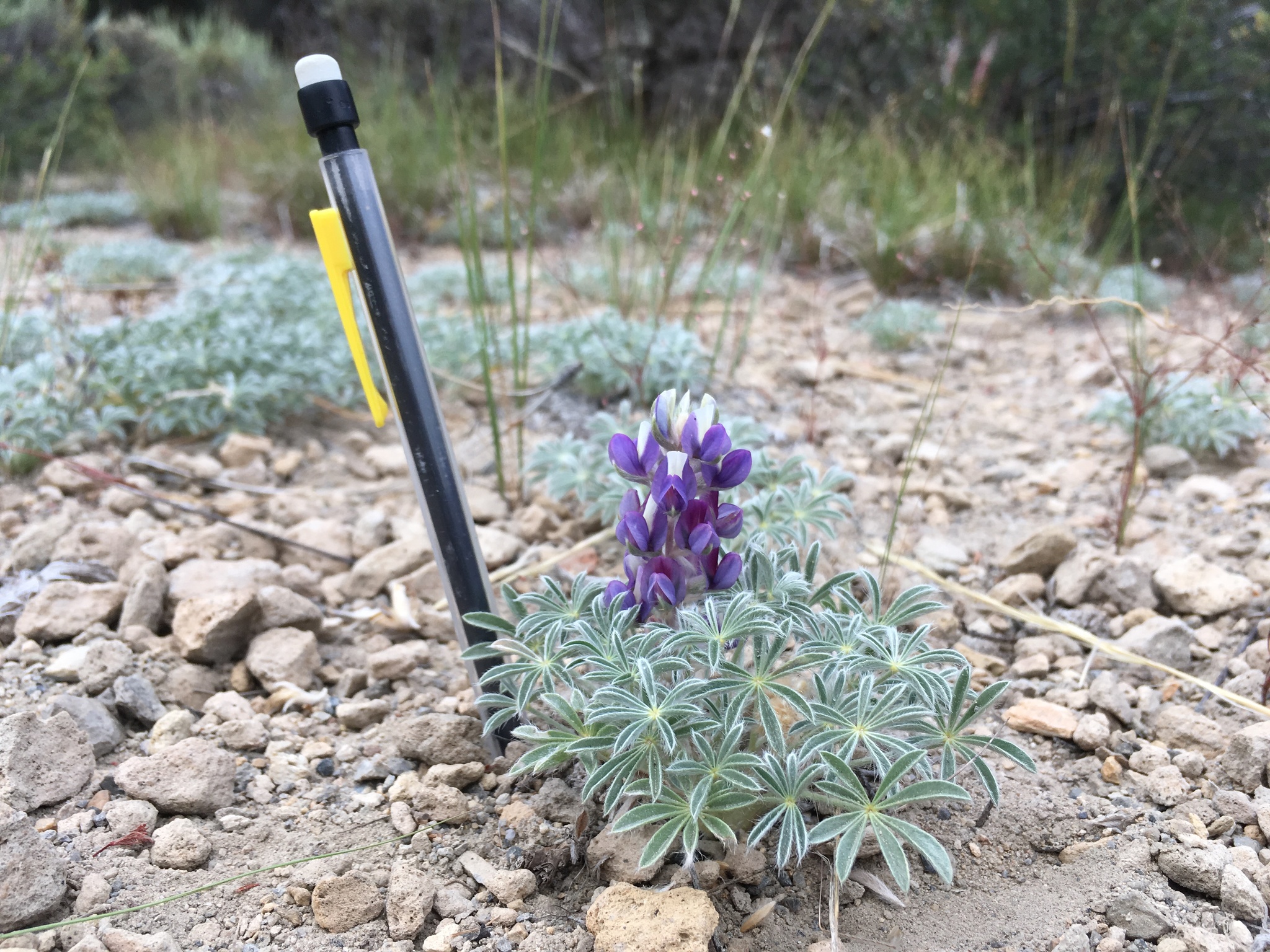 Lupinus breweri var. grandiflorus