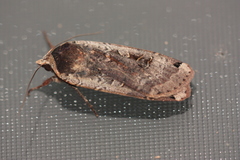 Noctua pronuba