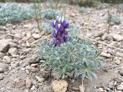 Lupinus breweri grandiflorus
