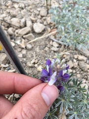 Lupinus breweri grandiflorus