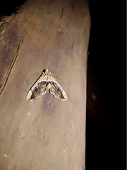 Pantographa