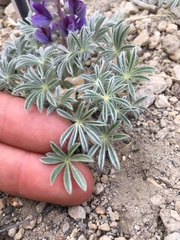 Lupinus breweri grandiflorus