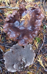 Sarcodon stereosarcinon