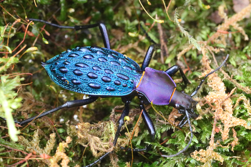 Carabus pustulifer