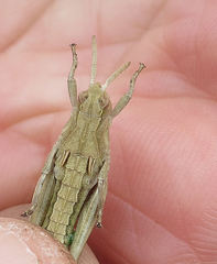 Sigaus campestris