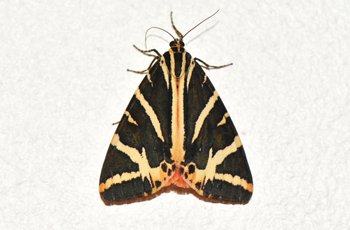 Jersey Tiger, photo 4 of 9