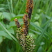 Carex kelloggii - Photo (c) judith holm,  זכויות יוצרים חלקיות (CC BY-NC-ND), הועלה על ידי judith holm