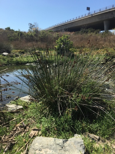 iNaturalist observation photo of spiny rush