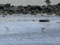 Limosa lapponica baueri